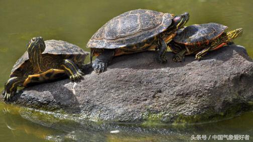 巴西龟放生在河里能活吗,生病的巴西龟放生能活吗