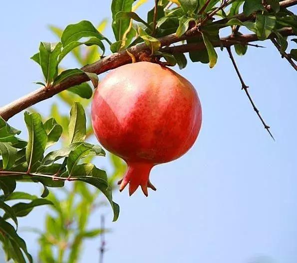 大家好，今天给大家介绍一下，这是风物君特别爱吃的——石榴