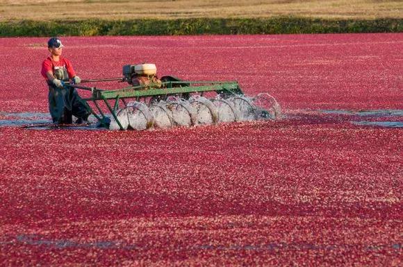 蔓越莓背后的神秘传说,她是个有故事的水果