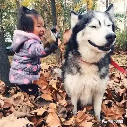 怎么养哈士奇养得比较大,养哈士奇怎么养得好