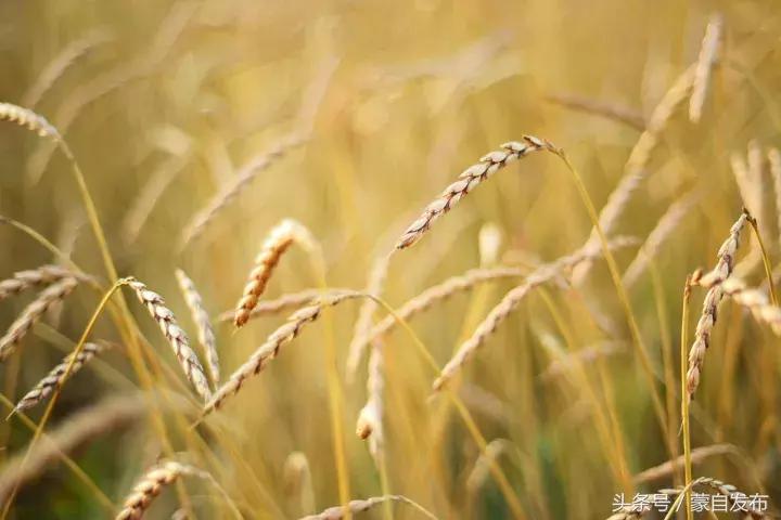 寒露这一天,寒露的前一天好不好