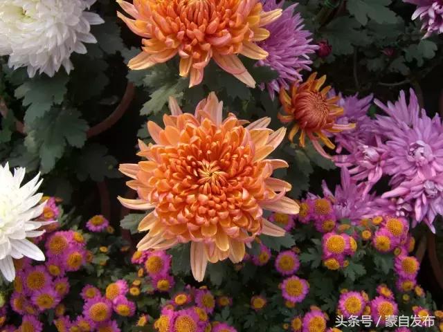 寒露这一天,寒露的前一天好不好