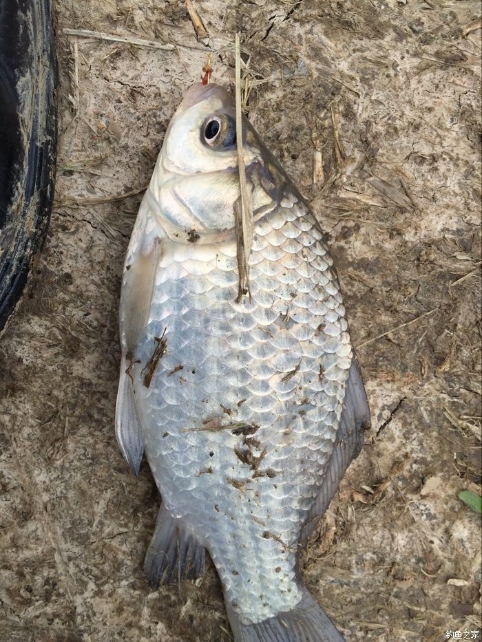 春天钓鲫鱼,春天钓黑坑新鱼