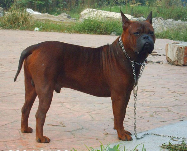 真中华田园犬,川东猎犬在中国猛犬排第几