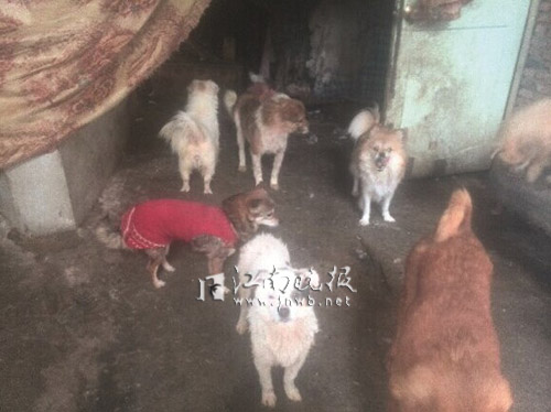 流浪狗收容中心收狗粮吗,流浪狗收容所有上万条狗