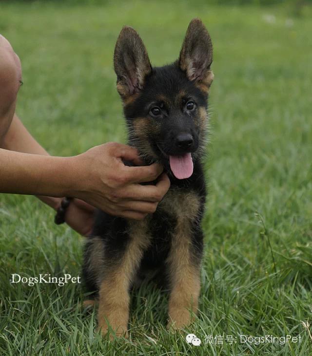 德牧生产产程多长时间,德牧分娩