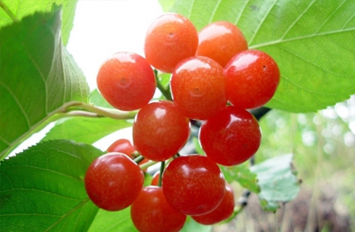 昆明周边采摘樱桃的地方,昆明周边地图全图