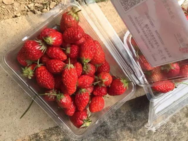 又到草莓时节,天津采摘草莓好又便宜的地方
