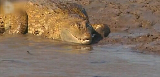 亚马逊河十大恐怖动物森蚺,巨型森蚺和巨型鳄鱼谁厉害