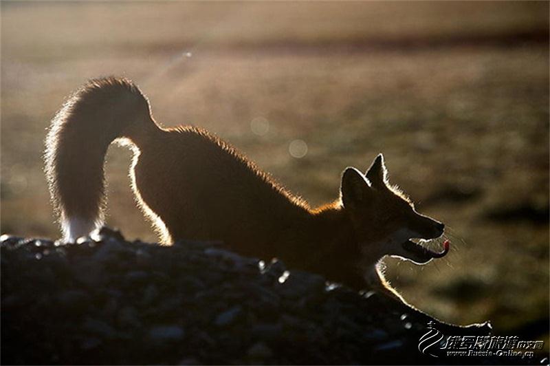 采矿工程师视频,采矿工程师拍摄的狐狸