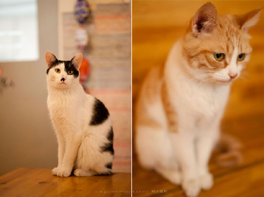 西安还有这么一个地方可以让你被猫咪围绕,享受当铲屎官的感觉