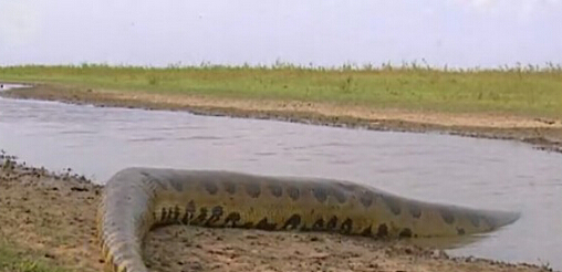 亚马逊河十大恐怖动物森蚺,巨型森蚺和巨型鳄鱼谁厉害