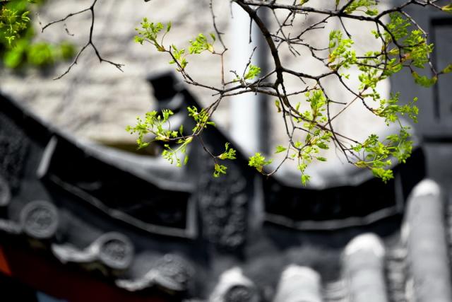 趣谈山大趵突泉校区，春风十里不如你