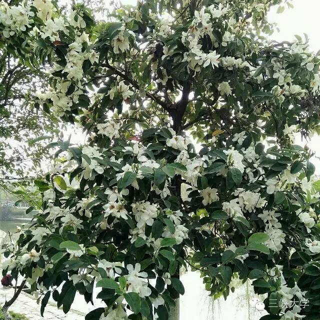 周末去三里街公园看花,周末游三凤山看桃花