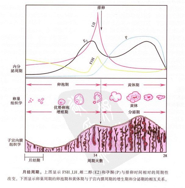 月经推迟是正常的吗,感冒推迟月经正常吗