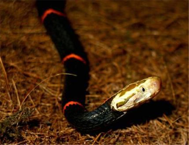 喜马拉雅白头蛇,喜马拉雅白头蝰是多少级