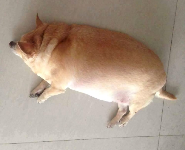 6只眼睛变形狗狗,胖到变形的宠物们