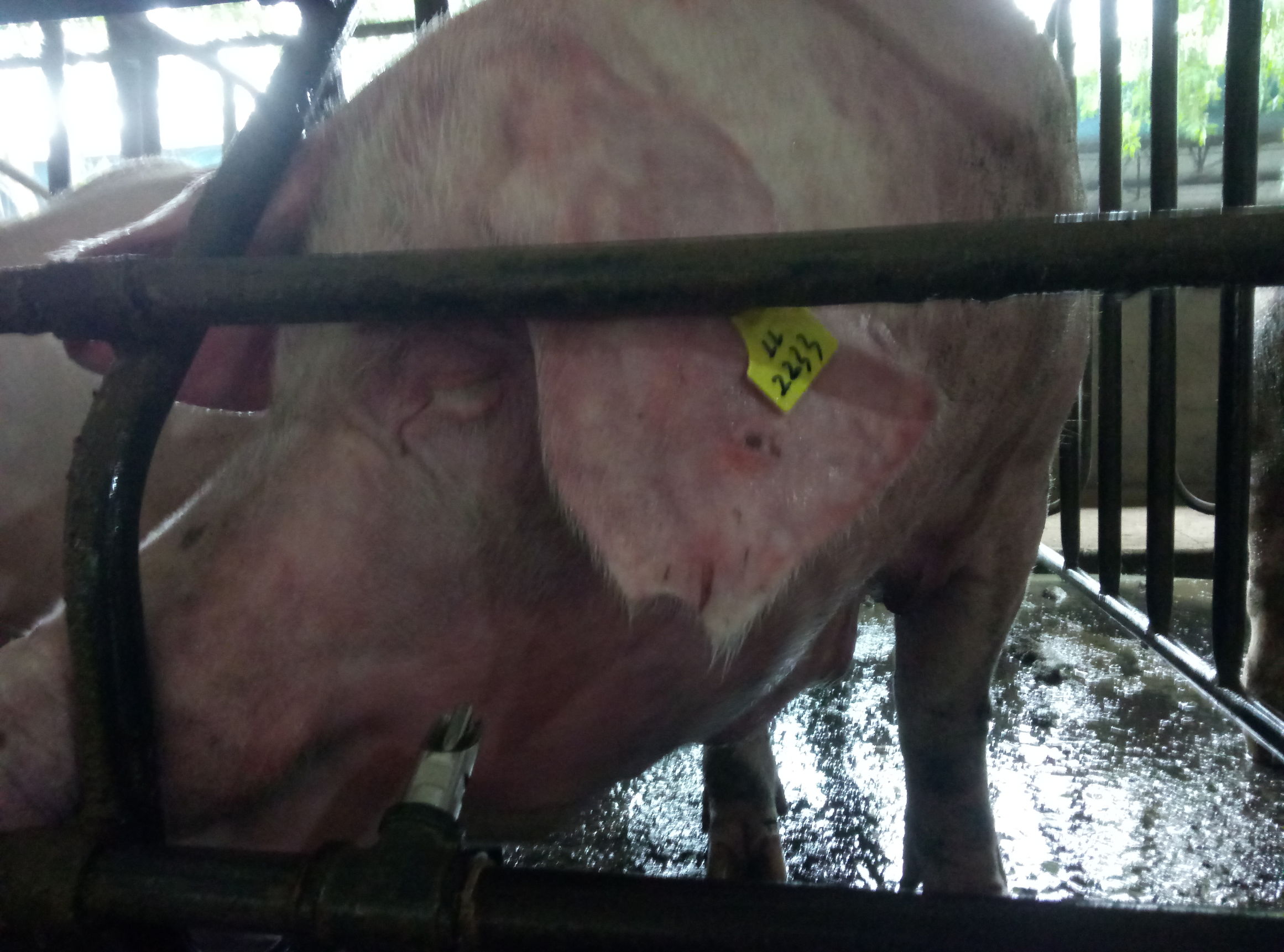 生猪发病症状应该怎么处置,水产养殖用药中毒后应急措施