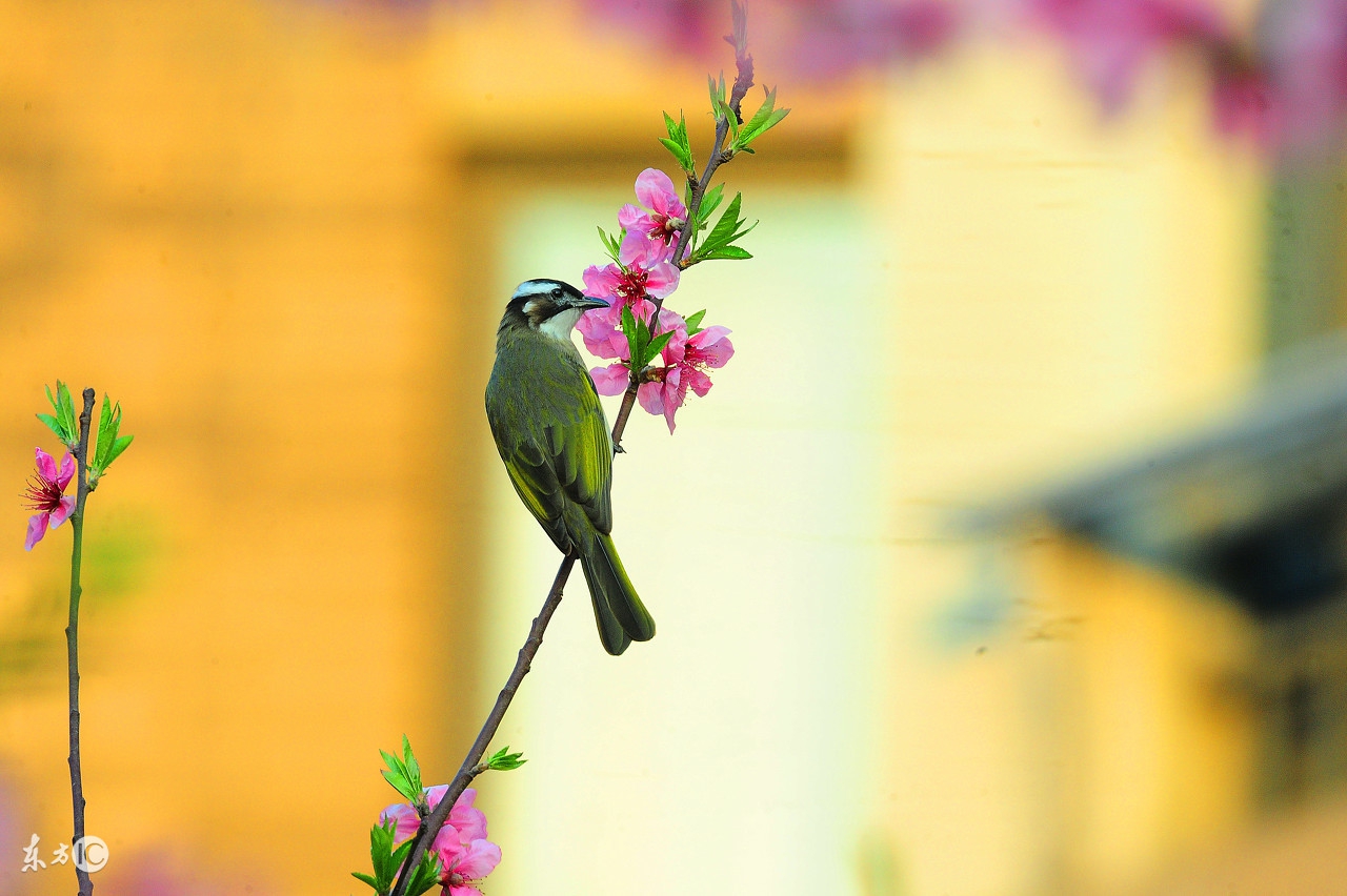 *情迷**（24）——长篇小说连载