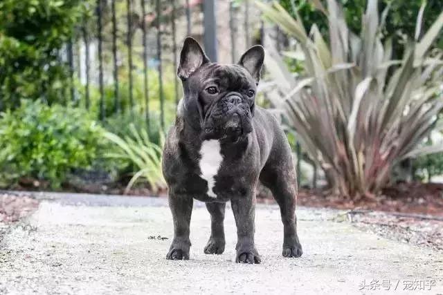 世界名犬英国,世界名犬杜高犬