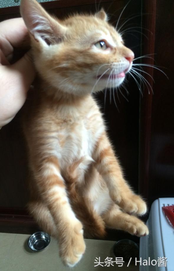 猫咪的尾巴根部为什么特别敏感,猫咪后背的毛能推吗