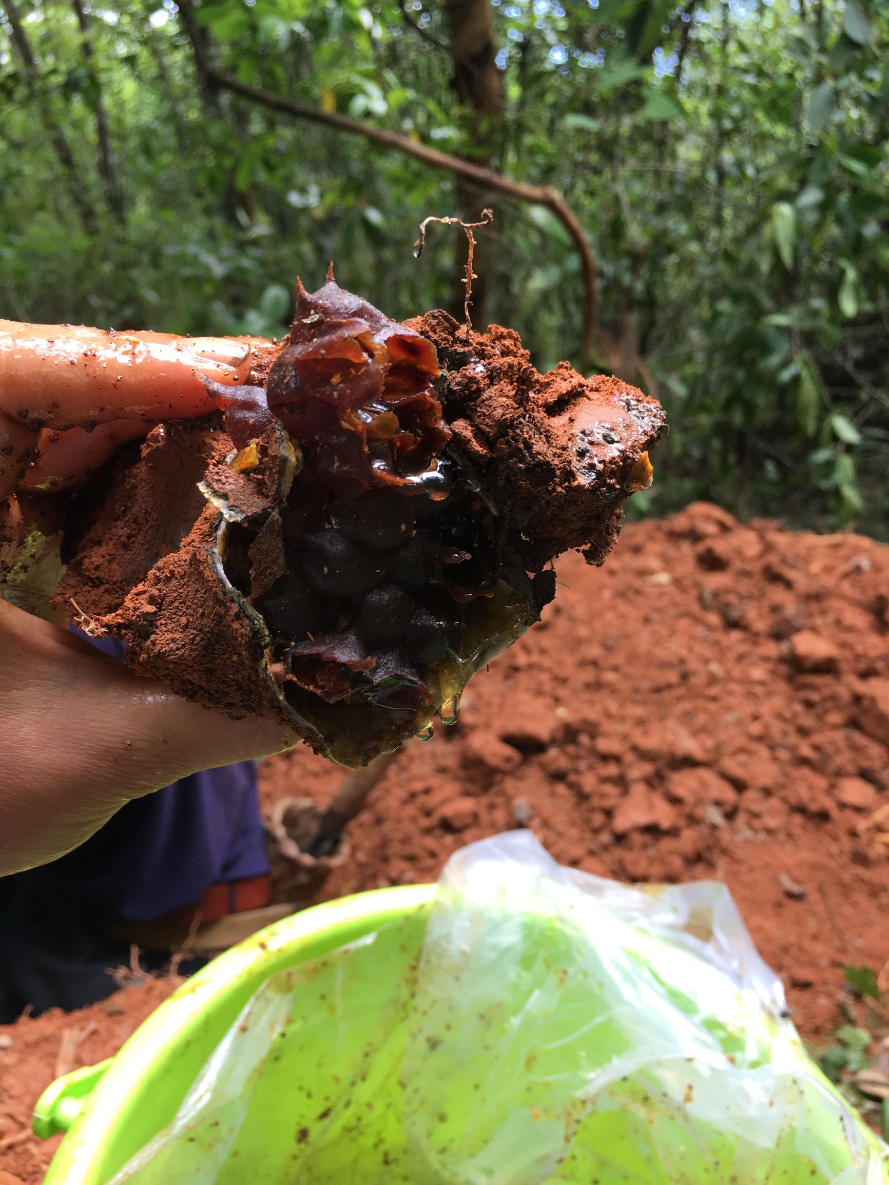 云南大山悬崖野蜂蜜,云南红河绿春大黑山野生蜂蜜