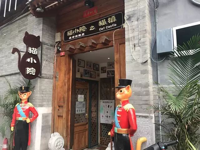 吸猫真的能上瘾吗如何戒瘾,云吸猫有哪些好处