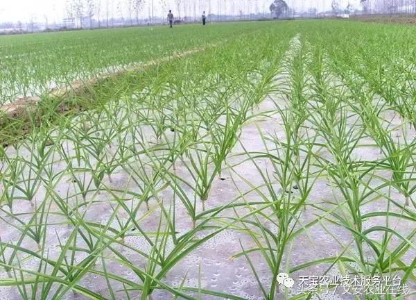 磷酸二氢钾在农作物的使用方法,磷酸二氢钾使用方法及注意事项