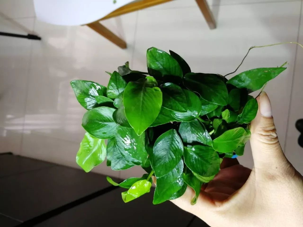 水榕需要种在水草泥里吗,水草造景生命之树