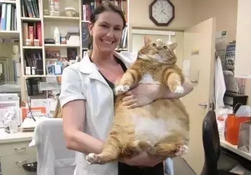 原来对橘猫有这么多误解！看完竟然没有后悔···