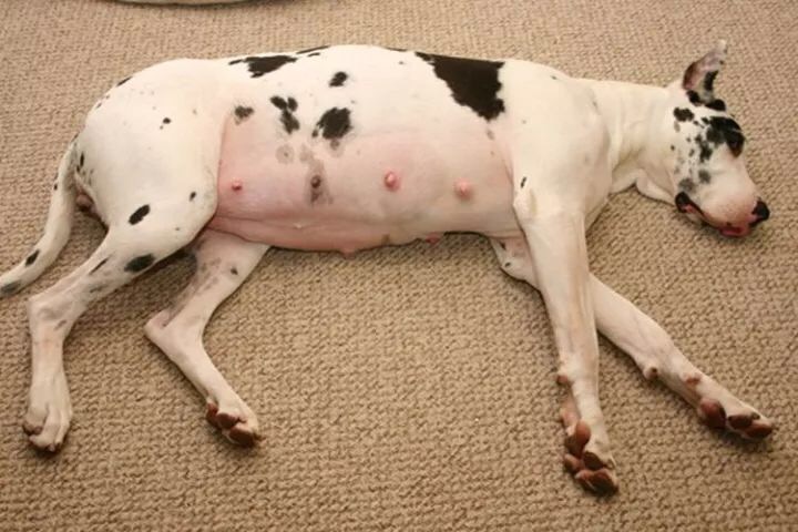 狗狗如何判断主人怀孕,主人怀孕初期狗狗有什么反应