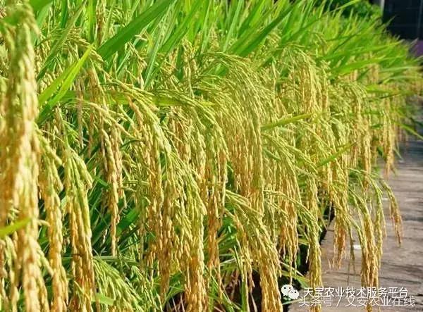 磷酸二氢钾在农作物的使用方法,磷酸二氢钾使用方法及注意事项