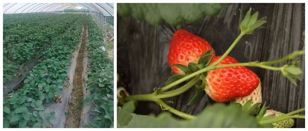 踏青采草莓的方法,春游草莓园