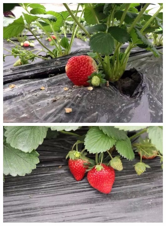 踏青采草莓的方法,春游草莓园