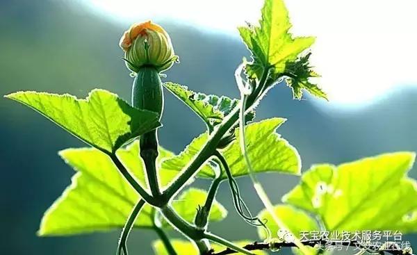 磷酸二氢钾在农作物的使用方法,磷酸二氢钾使用方法及注意事项