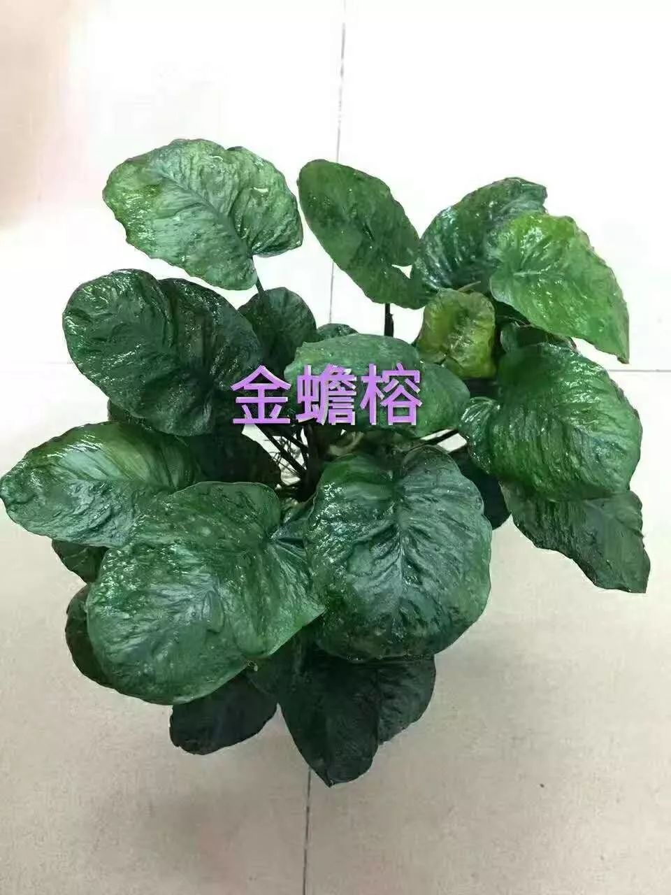 老王家的池塘视频,小型水榕水草推荐