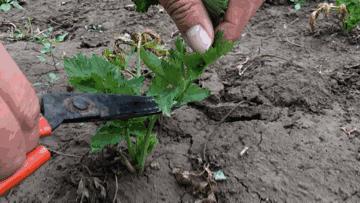 一场秋宴是清欢/农场餐桌之慈心秋宴纪实Farm-to-Table