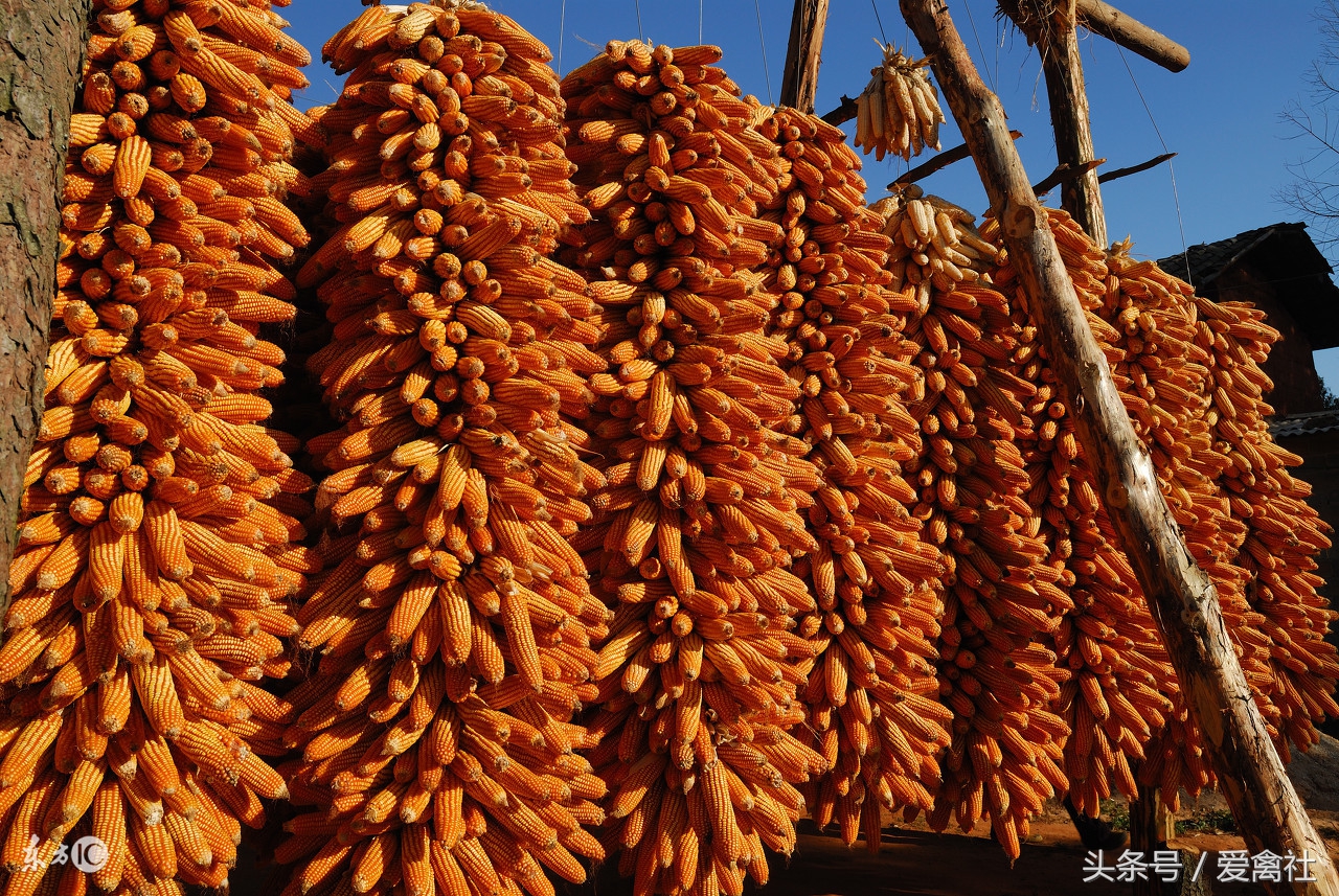 连续阴雨天玉米容易长毛么,玉米发霉了怎么发酵成农村肥料