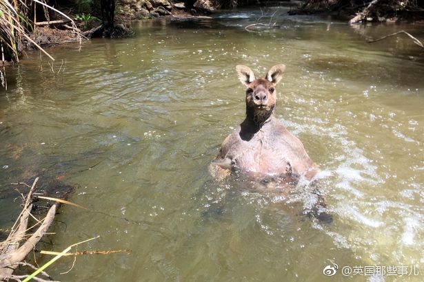 野外溪边遇见袋鼠！选择正面刚！还是马上溜？