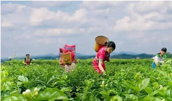 横县最美的茉莉小镇,中国茉莉之乡标志