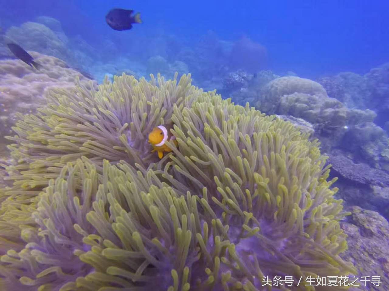 去兰卡威红树林,去兰卡威怎么玩