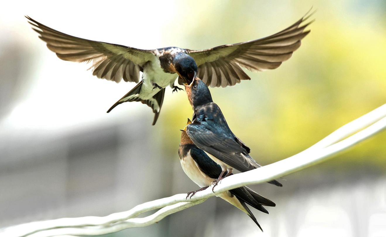 「云帆诗家」云帆微刊联合创始人老墨：新韵诗词精选辑