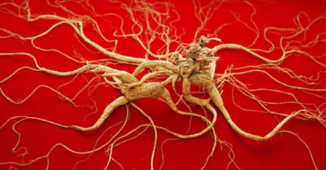 人参怎么挑选野山参,如何选择人参最好