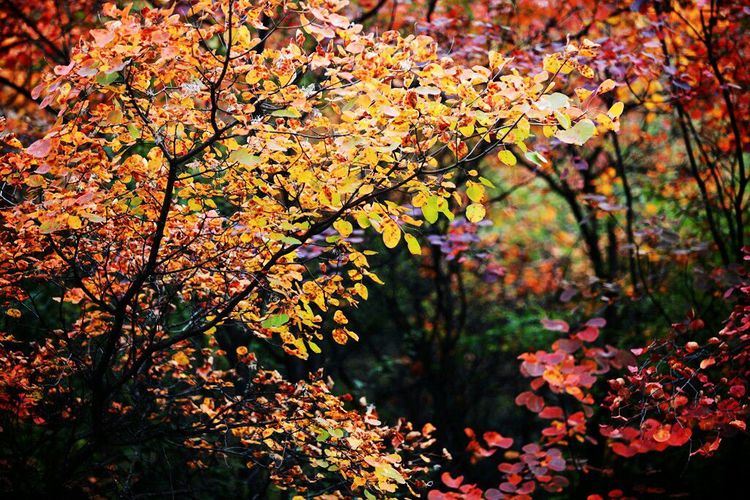 秋韵流过的晋城红