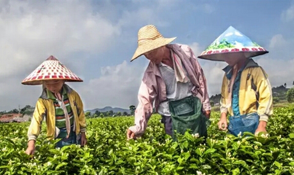 横县最美的茉莉小镇,中国茉莉之乡标志