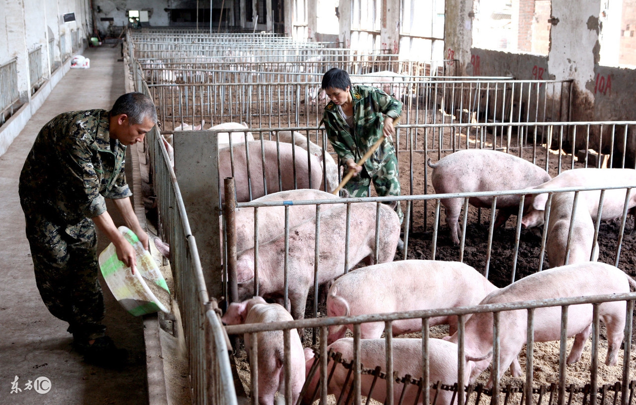 口蹄疫来袭,这样做最有效!