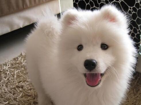 萨摩耶的饲养方法和注意事项,萨摩耶新手养的注意事项