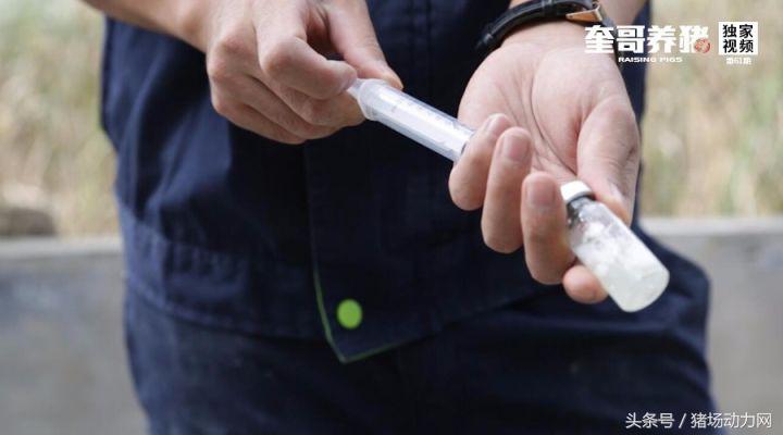 母猪感染蓝耳仔猪如何处理,母猪乳房炎引起仔猪下痢的治疗