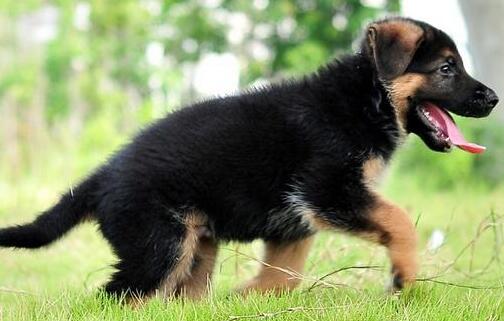 三个月德国牧羊犬幼犬喂养方法,饲养德国牧羊犬的视频