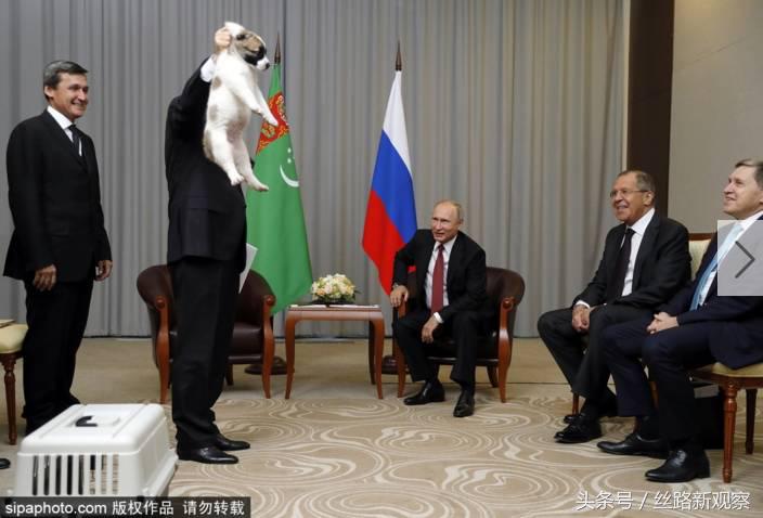 普京萌犬,普京再次喜提萌犬